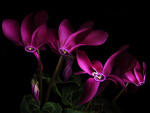 cyclamen