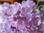 Lilac Flower