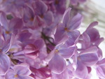 Lilac Flower 2