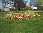 FLOWERS AT THE PARK