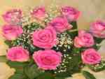 12 PINK ROSES