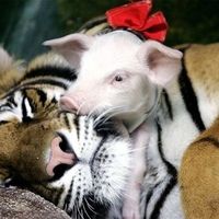 Tiger and pig (: