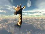 Giraffe In Heaven