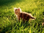 Cute grass Kitten (WdS)