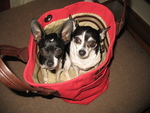 Chihuahuas in a bag