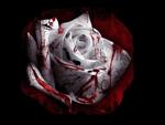 Blood Rose