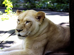 A Female White Lion