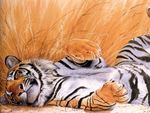 Beautiful Tiger Art