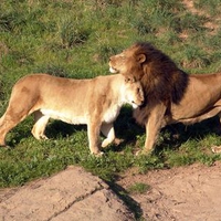 Lions In Love