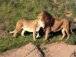 Lions In Love
