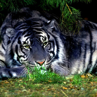 A Maltese Tiger