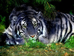 A Maltese Tiger