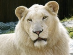 Male White Lion