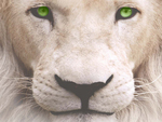 White Lion