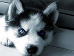 Siberian Husky Puppy