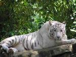 White tiger â™¥