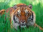 Sumatran tiger