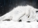 wolfsrain