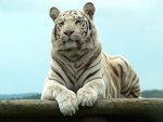 White tiger