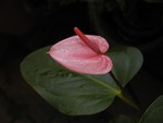 Anthurium Flower