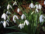 Snowdrops