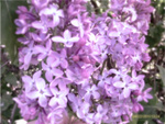 Lilacs