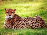 Cheetah