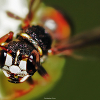 Wasp Close ups