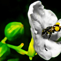 Australian Native Bee