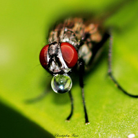 Fly Drinking Water