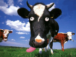 Crazy Cow