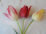 3 Tulips