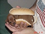 hot "dog"