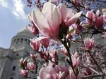 saucer magnolia tree blooms