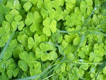 Shamrock