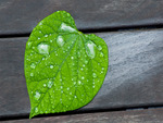 Wet Leaf