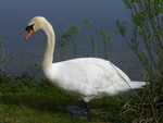swan by river