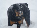 Beider (German for Loyal) German Rottweiler