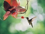 Hummingbird in Roanoke, VA