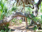 ~A walk through the forest~Caladesi Island, Florida