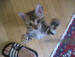 Bengal Kitten Jumping