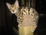 Bengal Kitten