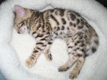 Bengal Kitten Sleeping