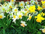 Bellagio Daffodils