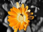 Orange flower