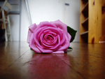 pink rose