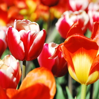 Tulips in Bloom