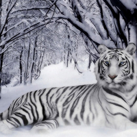 White Tiger