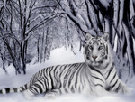 White Tiger