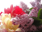 Tulips and lilac
